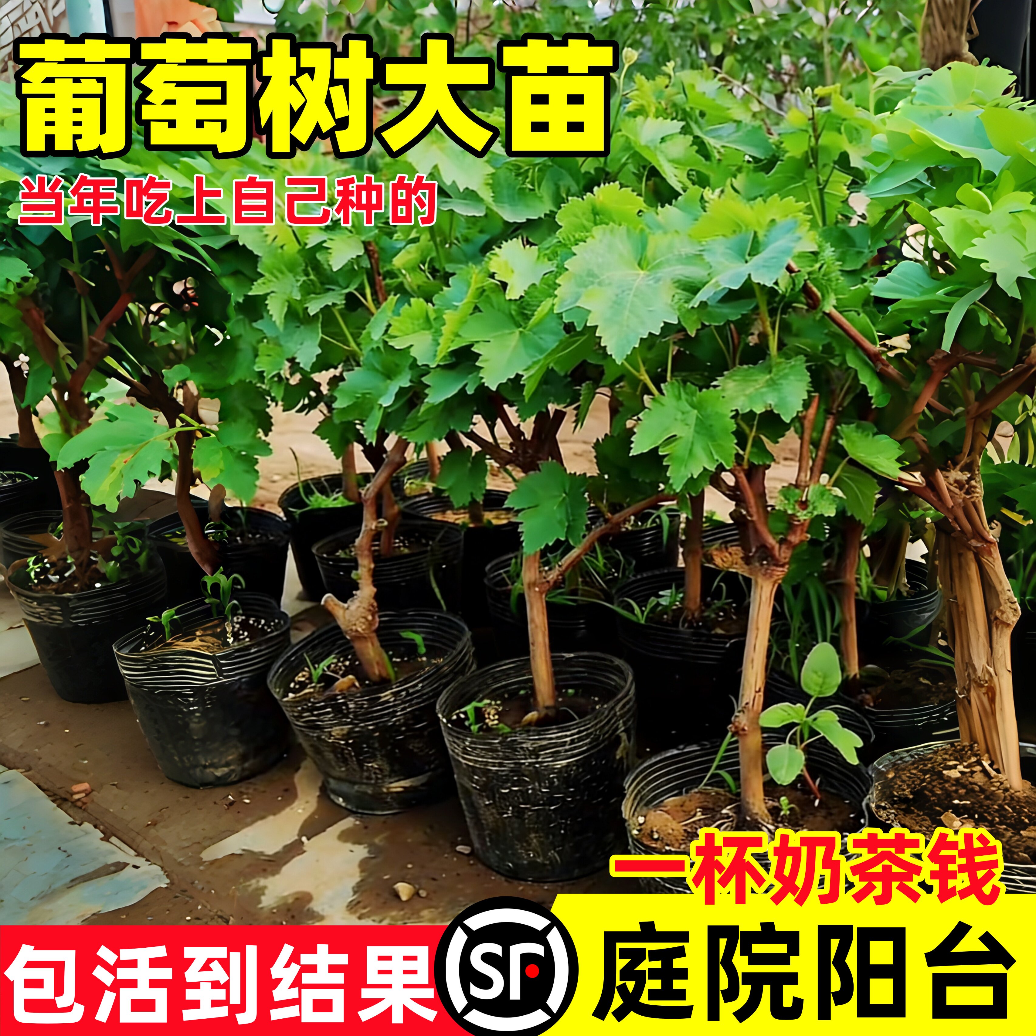 特大巨峰葡萄树苖带叶阳光玫瑰庭院老桩盆地栽爬藤果苗南北方种植