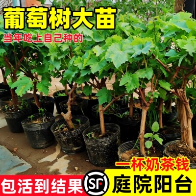 特大巨峰葡萄树苖带叶阳光
