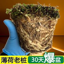 薄荷苗老桩可食用盆栽老根花卉种子蛋糕装饰绿植物室内好养活四季