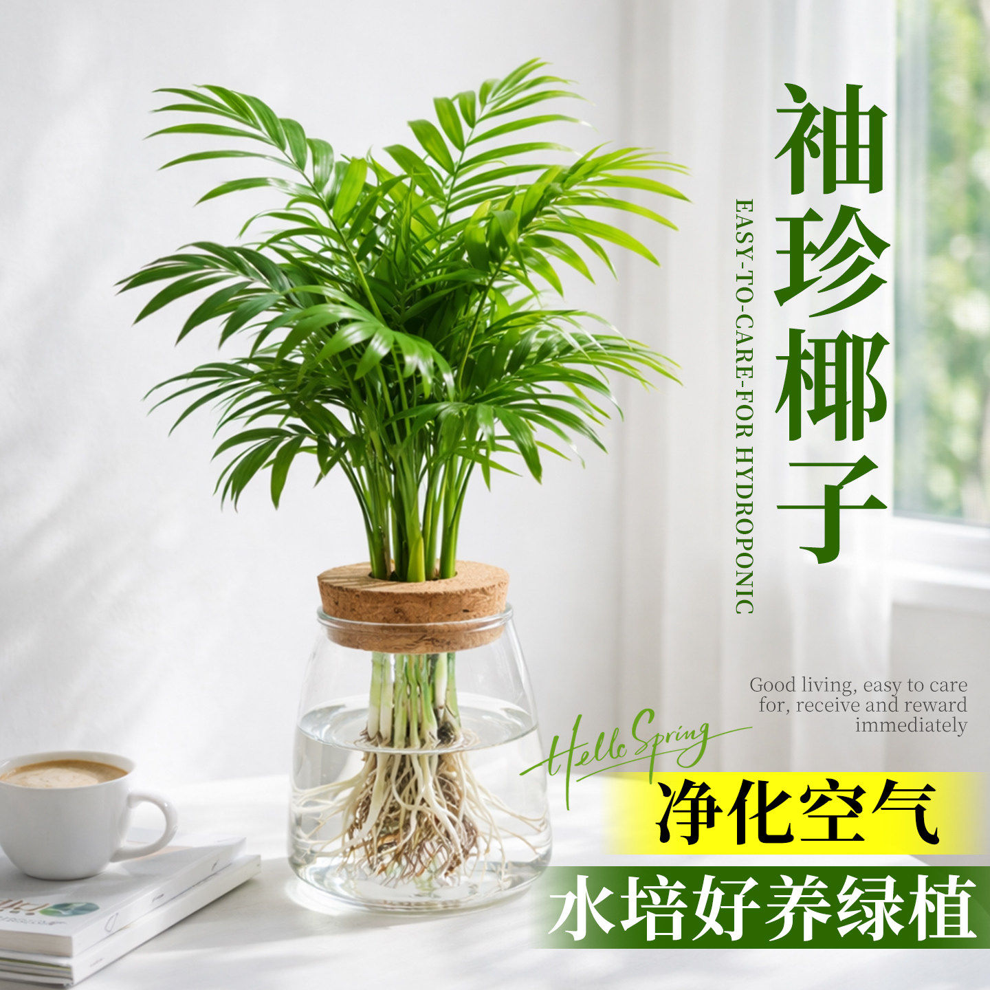 袖珍椰子水培绿植物富贵凤尾竹观叶盆栽客厅办公室内桌面好养四季
