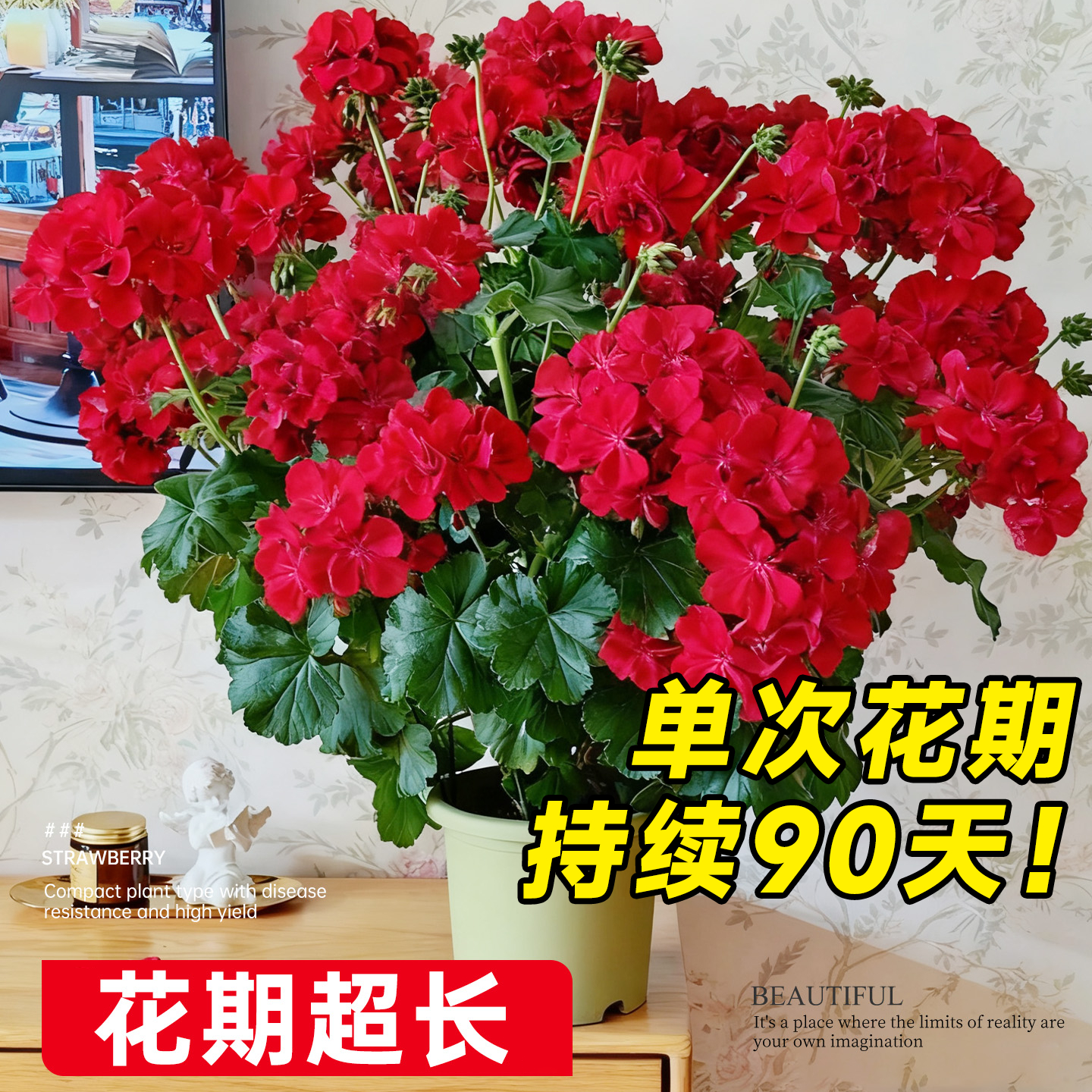 重瓣天竺葵盆栽花苗大花四季花不断洋绣球苗室内阳台好养的开花卉