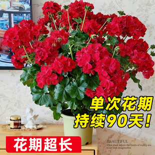 重瓣天竺葵盆栽花苗大花四季花不断洋绣球苗室内阳台好养的开花卉