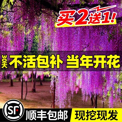 紫藤花树苗爬植物多萝阳台