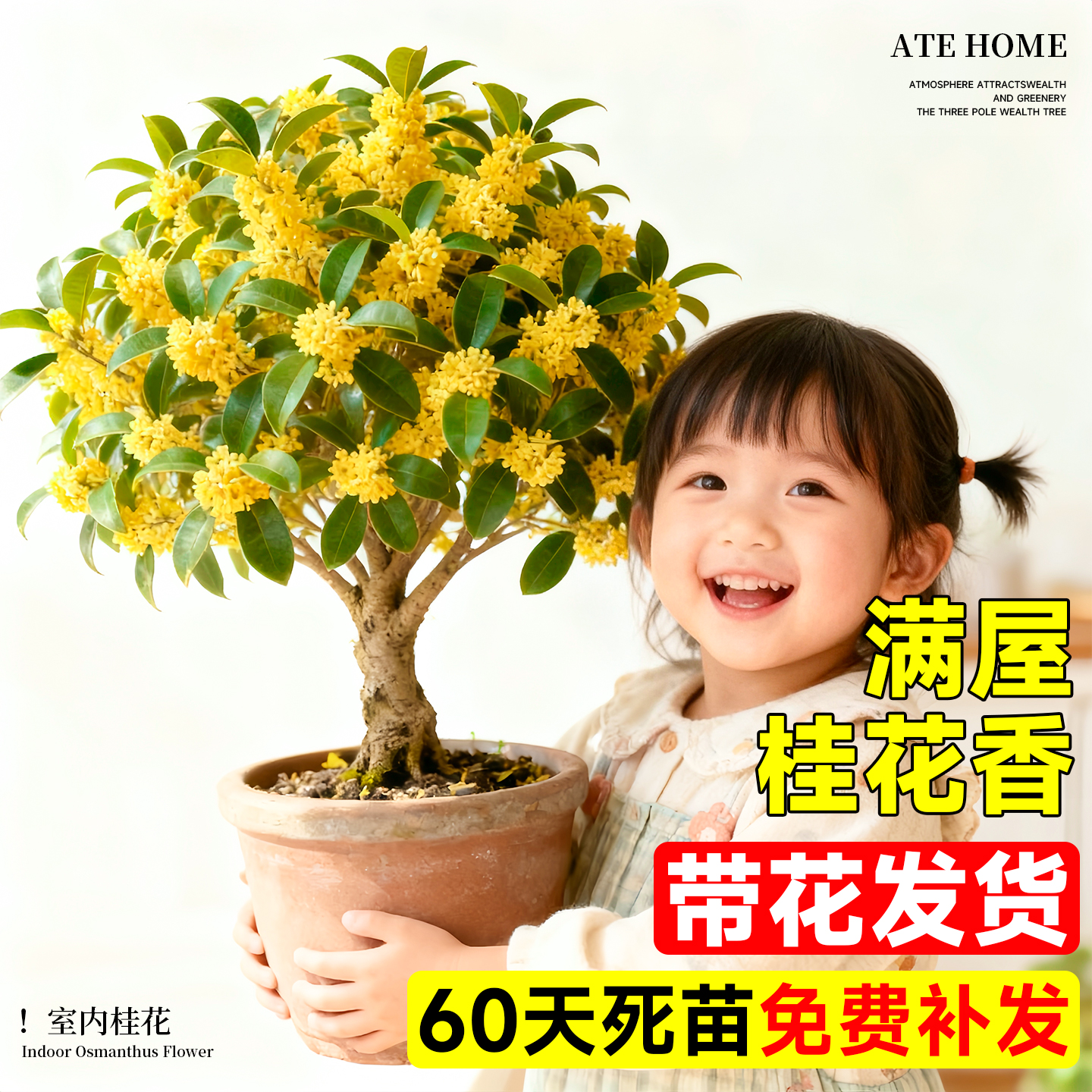 桂花树苗盆栽带花发货好养活