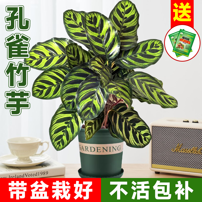 【会跳舞的植物】孔雀竹芋盆栽