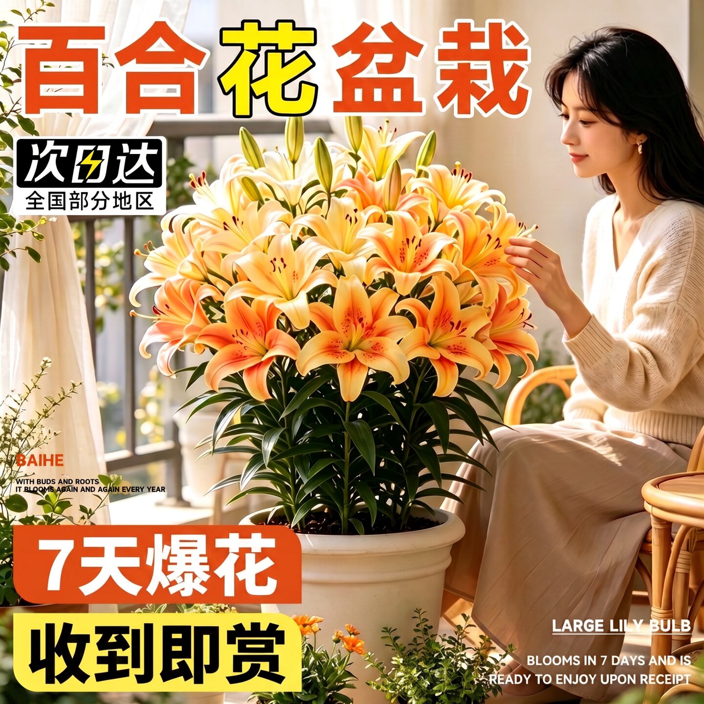 百合鲜花盆栽带花苞带花图片