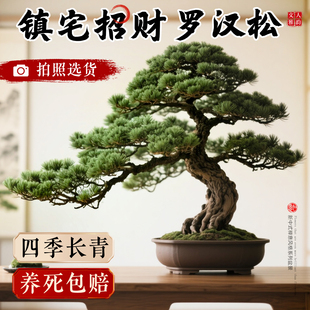 正宗罗汉松盆景迎客松真树盆栽小型老桩办公室内桌面四季好养绿植