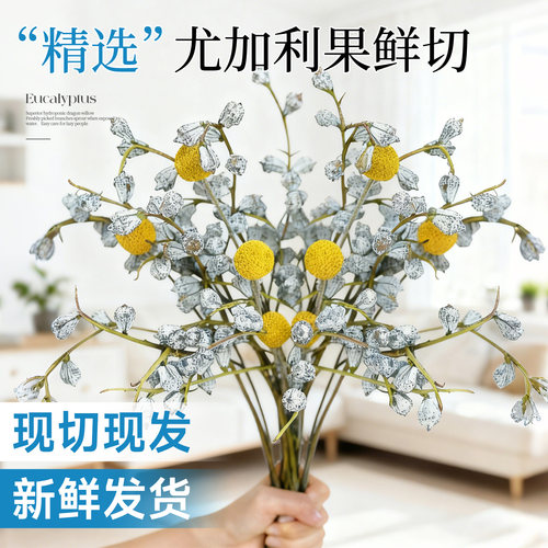 钻石尤加利果鲜切花可水培花材
