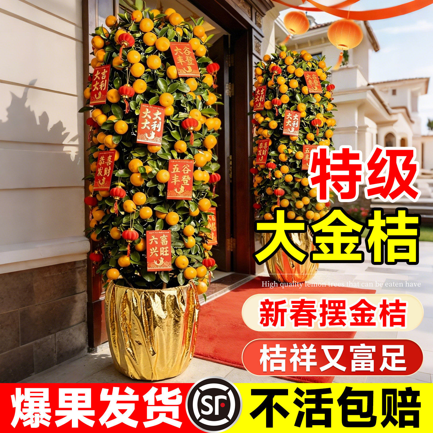 金桔树盆栽可食用带果橘子树苗室内客厅大型绿植年桔年宵花卉盆景,鲜花速递/花卉仿真/绿植园艺,大型绿植/成品组合盆栽,淘宝优惠券,粉丝福利购,淘宝优惠卷