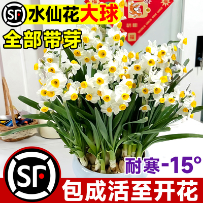 【开花爆盆】带芽水仙花大种球