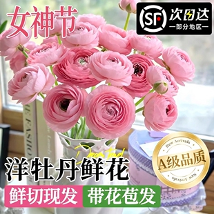 洋牡丹鲜花云南基地直发芍药鲜切花卉家用插花玫瑰百合花束情人节