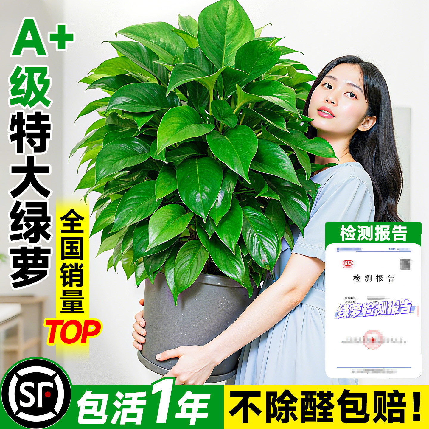 【一盆顶三盆】24小时全天净化！