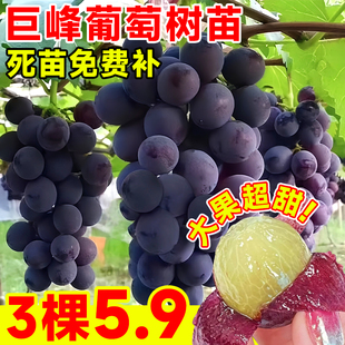 巨峰葡萄树苖苗南北方种植阳光玫瑰庭院盆栽地栽嫁接果树果苗耐寒