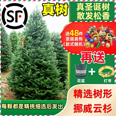 2025新款家用圣诞树真树