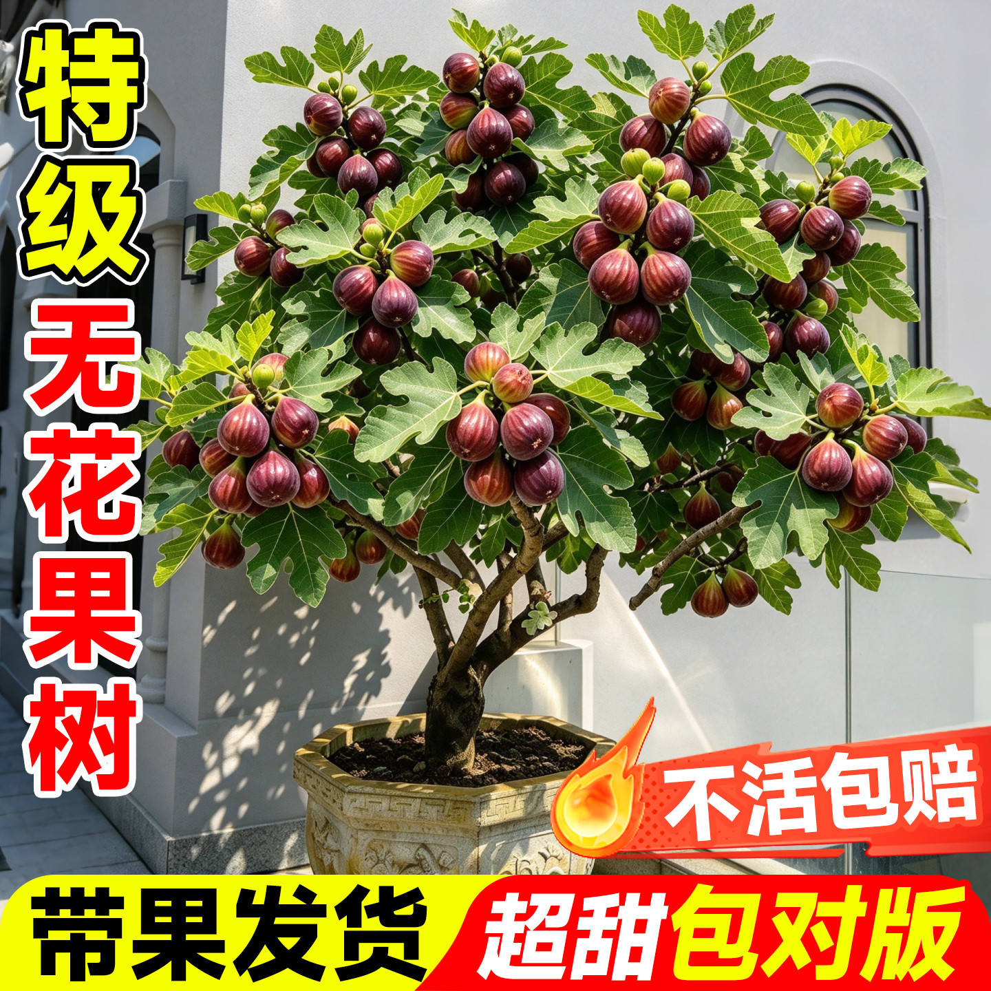 【带果发货】无花果树果苗格莱斯蒂普提克南北方种植盆栽四季果树