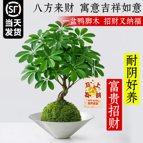 鸭脚木水培植物室内好养桌面绿植