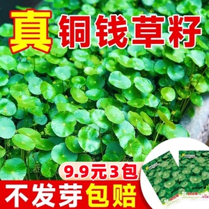 铜钱草草籽水培植物大叶金钱草种子水养室内花卉四季缸养碗莲睡莲