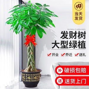 发财树客厅大盆栽室内好养大型招财树绿植物开业送礼花卉乔迁盆景