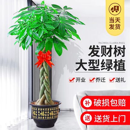 发财树客厅大盆栽室内好养大型招财树绿植物开业送礼花卉乔迁盆景