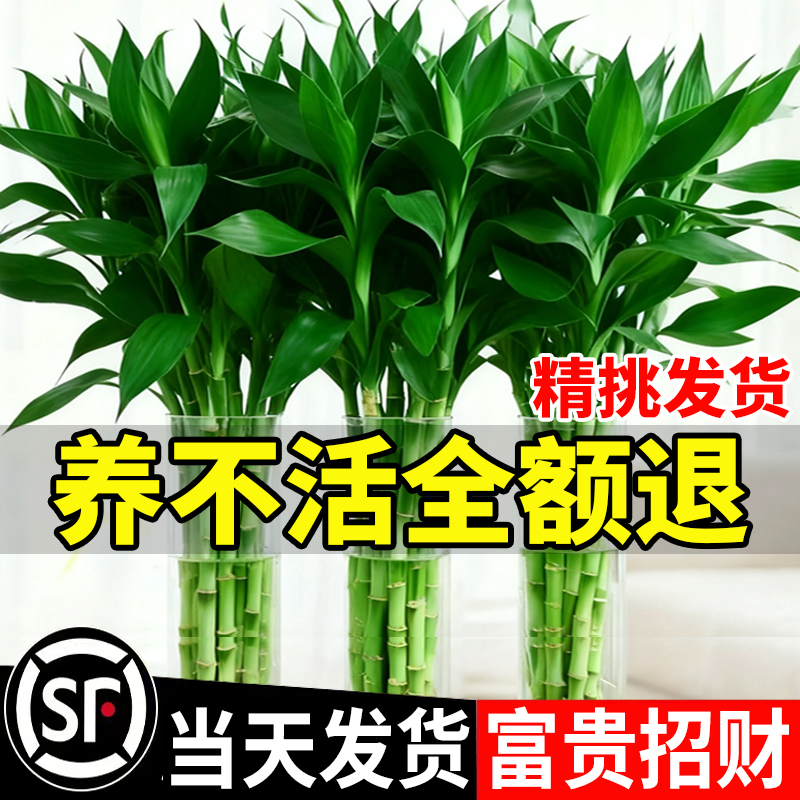 【一支顶5支】富贵竹客厅招财竹