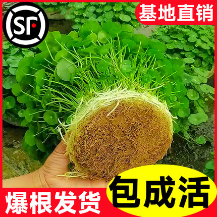 精品大叶铜钱草水培植物金钱草盆栽水养绿植办公室内好养客厅旺宅