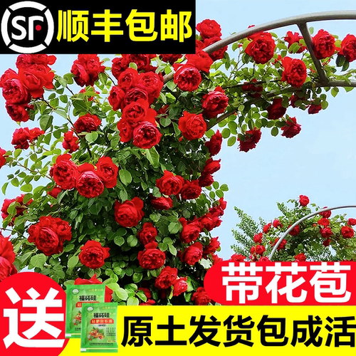 蔷薇花苗藤本月季特大庭院爬