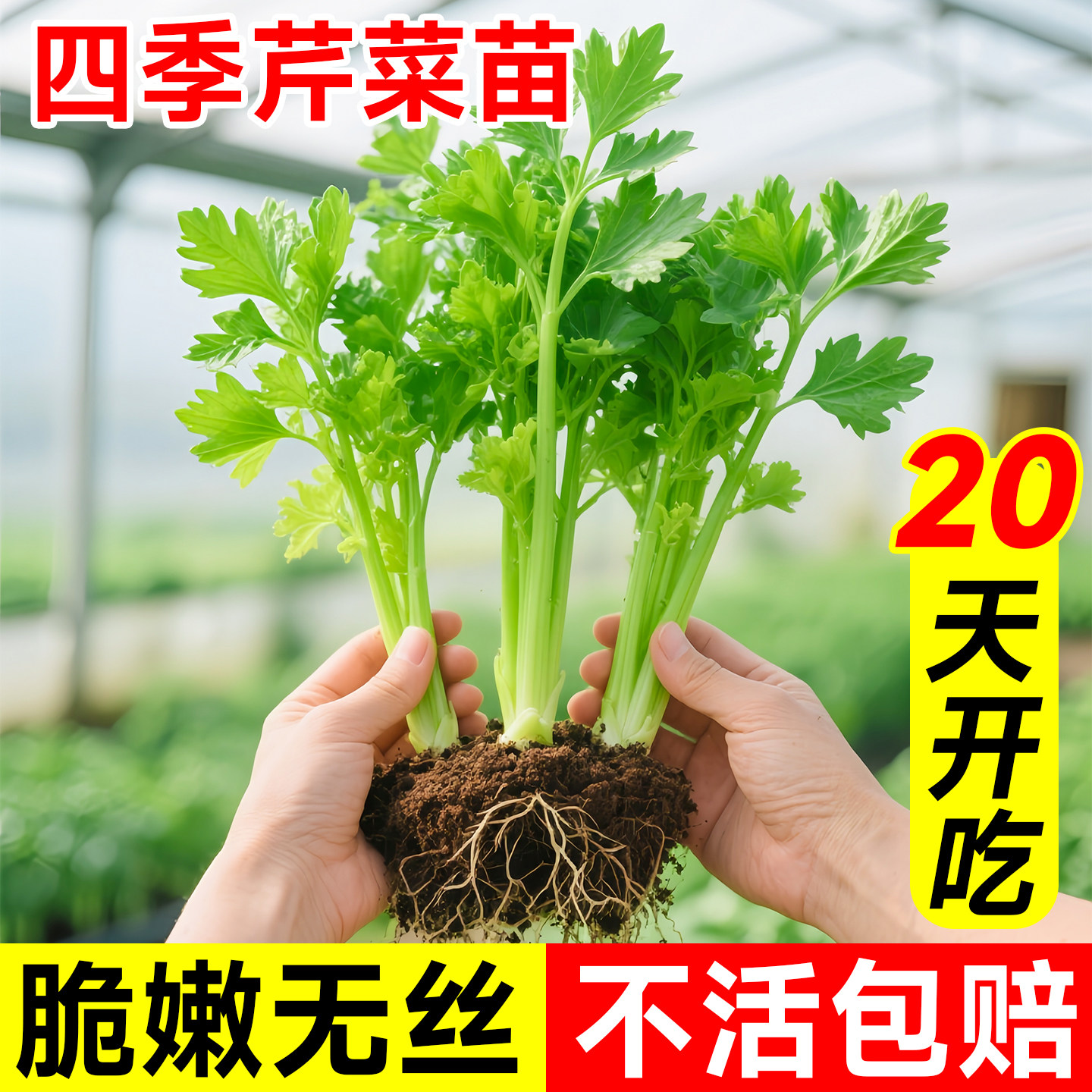 芹菜苗秧四季本地当季高产种子农家适合阳台种植的蔬菜苗植物盆栽,鲜花速递/花卉仿真/绿植园艺,种苗/半成品盆栽,淘宝优惠券,粉丝福利购,淘宝优惠卷