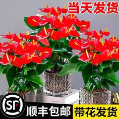 红掌盆栽鸿运当头绿萝箩花卉植物室内花水培白掌绿植发财树吸甲醛