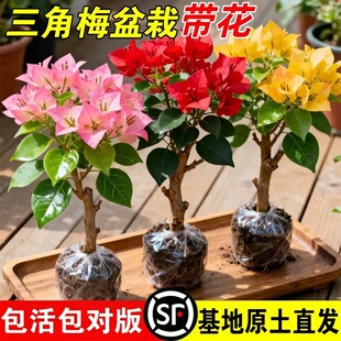 带花重瓣三角梅四季开花盆栽老桩特大号阳台花卉精品梅花树苗爬藤