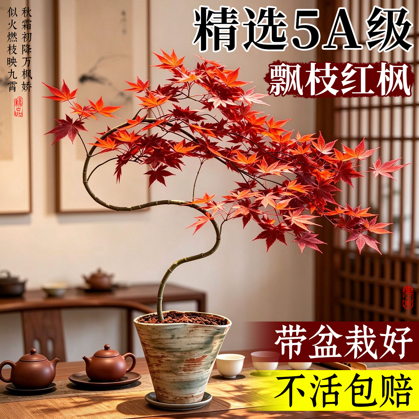 【飘枝造型】精品红枫盆栽