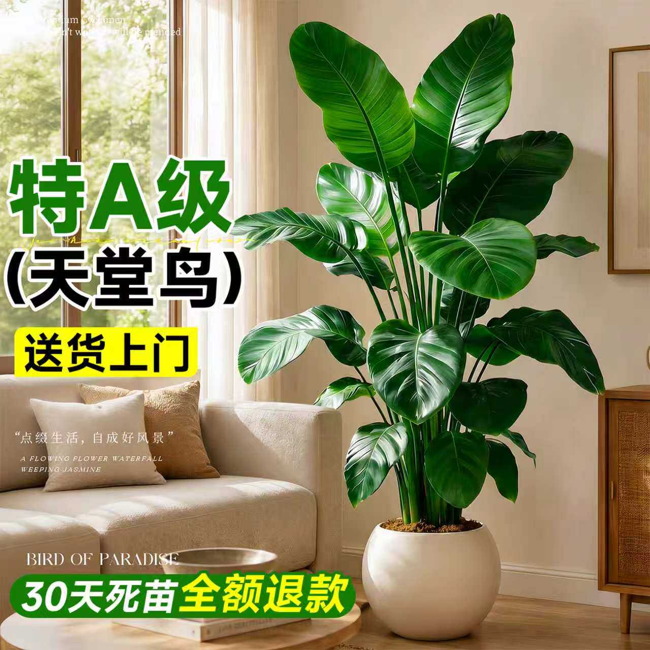 室内客厅高端大型绿植盆栽