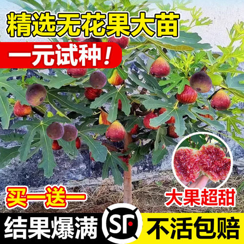 无花果树苗盆栽水四季特大波