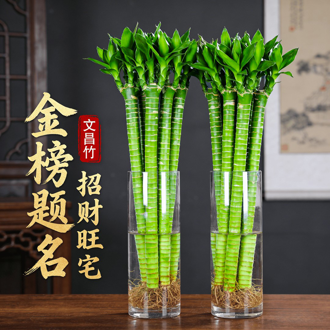 龙竹文昌竹4支水培植物金榜题名花卉富贵竹带根室内好养客厅桌面