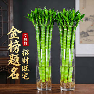 龙竹文昌竹4支水培植物金榜题名花卉富贵竹带根室内好养客厅桌面