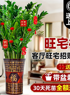 客厅旺宅树金钱树盆栽客厅旺宅真花绿植大型发财树乔迁植物摆件