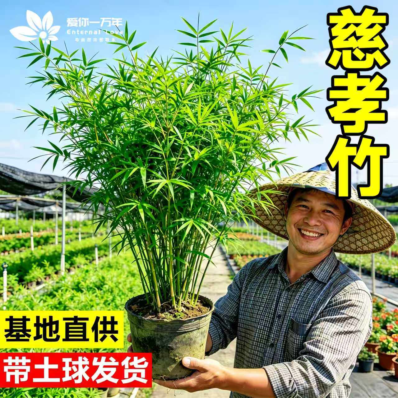 精品慈孝竹丛生竹子苗室外庭院植物耐寒金镶玉竹名贵紫竹青竹毛竹