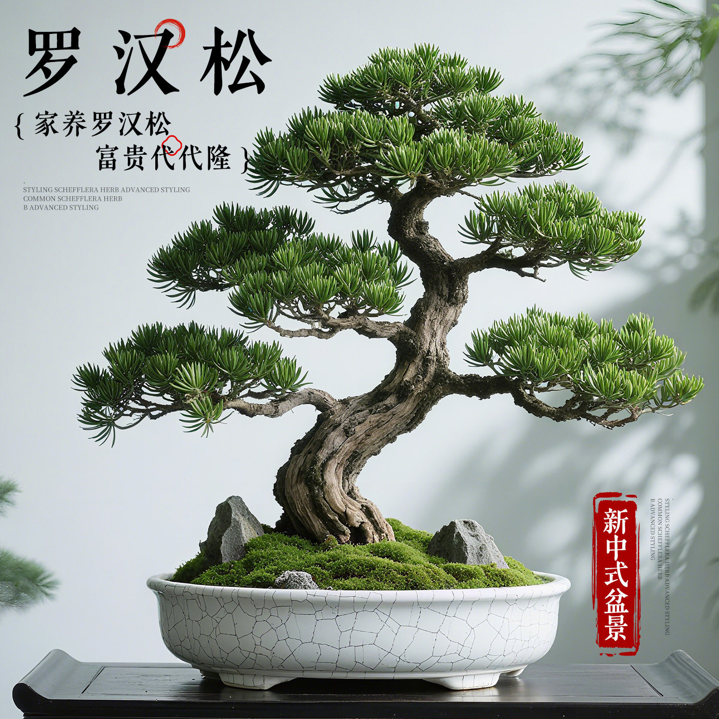 罗汉松盆景飘枝造型老桩室