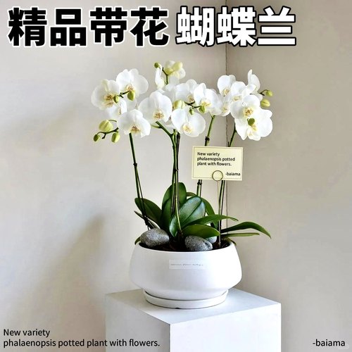 秋冬室内耐寒植花带花蝴蝶兰盆栽