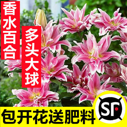 5棵大球香水百合花种球盆栽