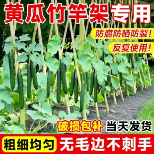 竹竿菜园搭架蔬菜黄瓜爬藤架番茄豆角架杆竹篱笆栅栏小竹子葡萄架