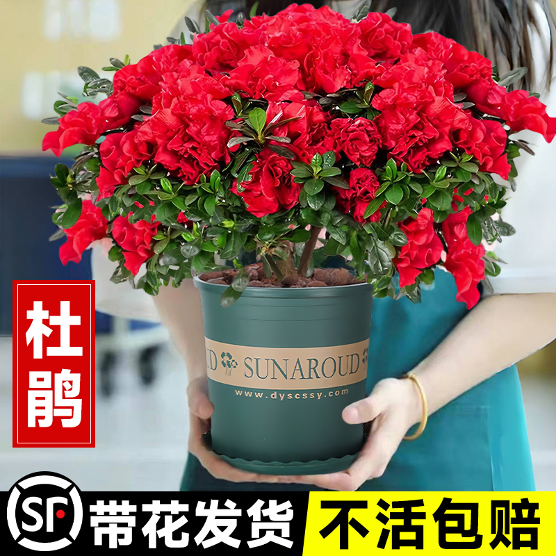 杜鹃花盆栽树苗老桩带花苞四季开花卉客厅室内阳台绿植物好养盆景