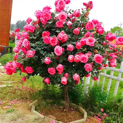 特大树状老桩植物玫瑰月季花苗