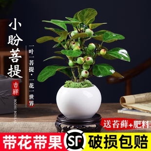 小盼菩提树盆栽植物室内禅意盆景办公室桌面好养净化空气观叶绿植