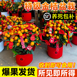 金桔树盆栽可食用带果四季桔客厅室内外小橘子盆景年宵花绿植好养