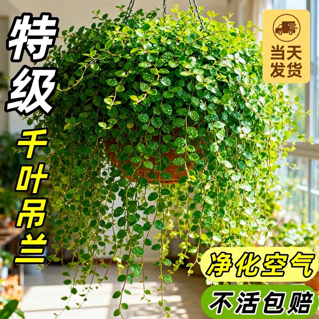 买一盆用一年千叶吊兰常青图片