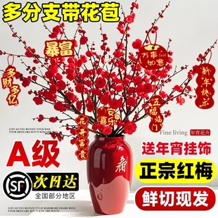 红梅干枝水培真花鲜枝条腊梅花冬季室内好养鲜花卉绿植物家用插花