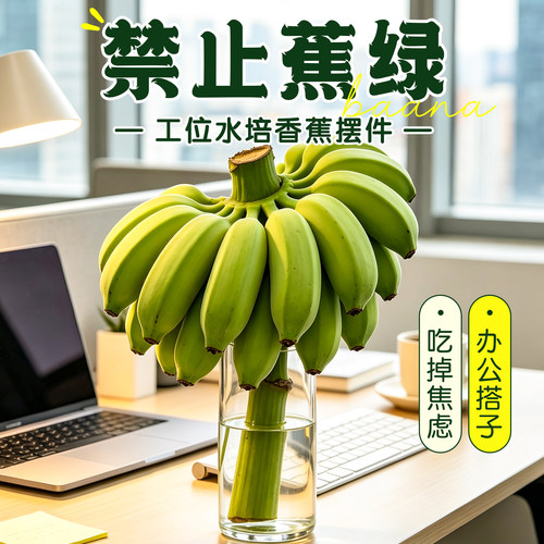 工位水培香蕉摆件禁止焦绿水培蕉