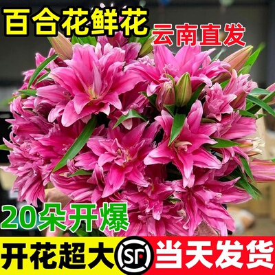 【100%新鲜】云南直发顺丰词日达