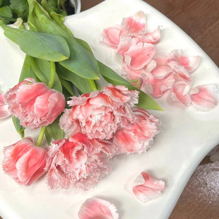 溪小姐进口郁金香种球阳台盆栽多年生球根花卉秋冬季耐寒春天开花