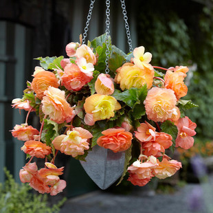 2025年进口球根海棠种球垂吊芳香夫妻海棠多年生球根花卉